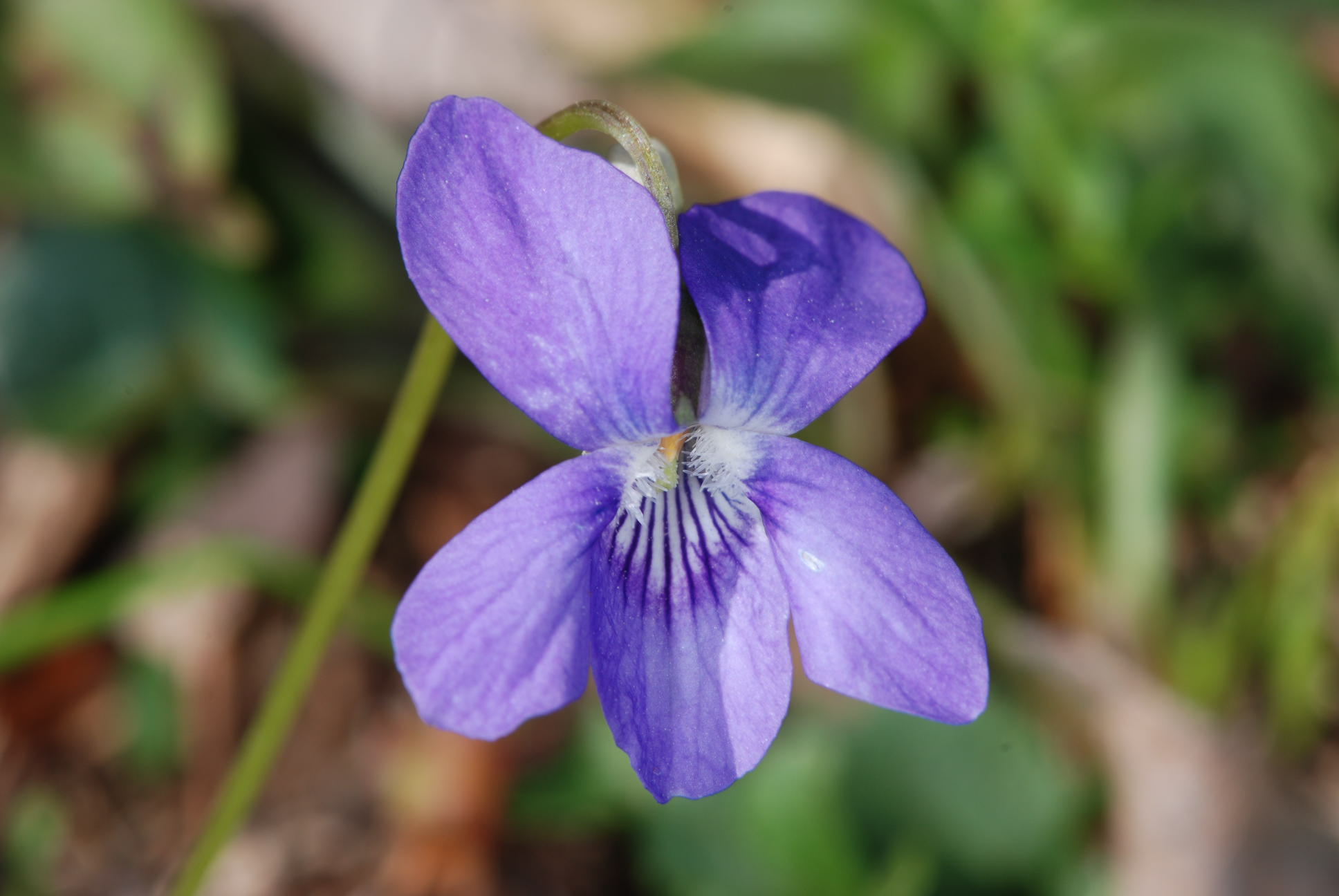 Viola riviniana